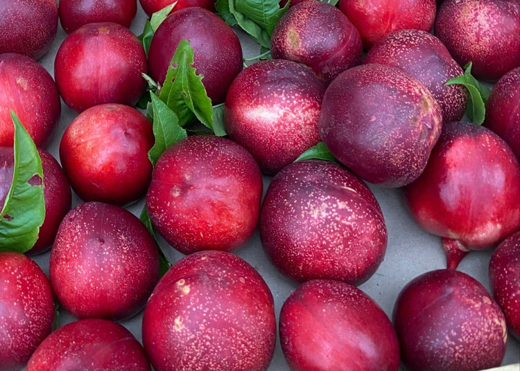 Nectarines du verger de la famille Perpezat