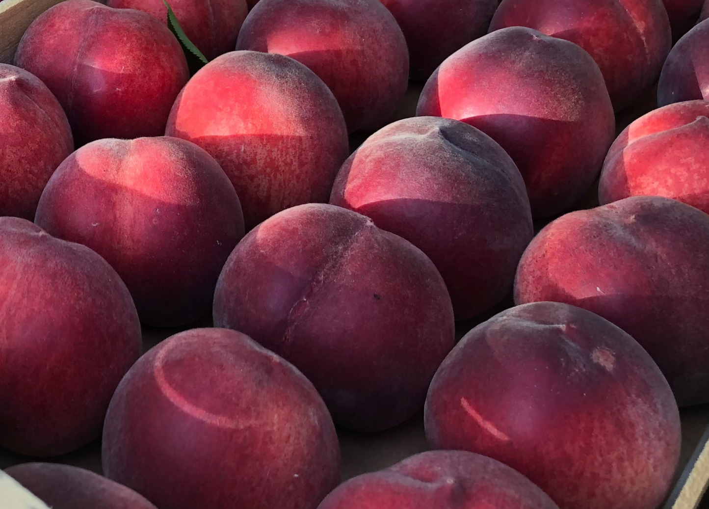 Pêche Blanche/Jaune